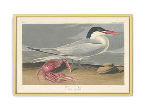 Cayenne Tern