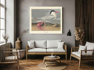Cayenne Tern