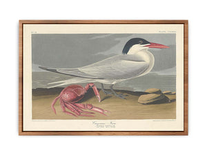 Cayenne Tern