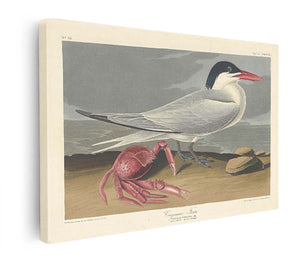 Cayenne Tern