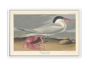 Cayenne Tern