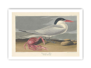 Cayenne Tern
