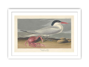 Cayenne Tern