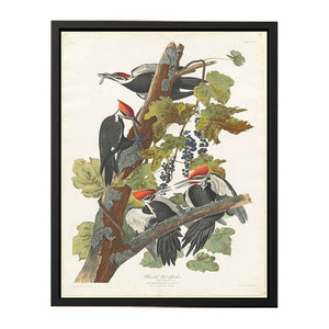 Pileated Woodpecker