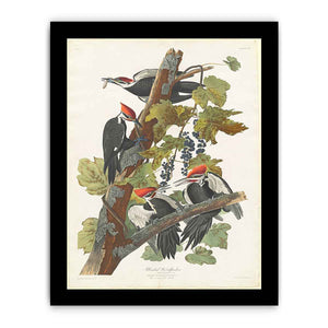 Pileated Woodpecker