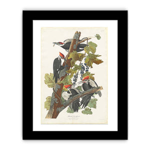 Pileated Woodpecker