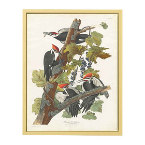 Pileated Woodpecker