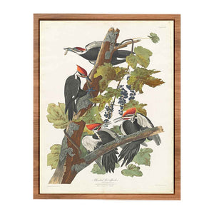Pileated Woodpecker