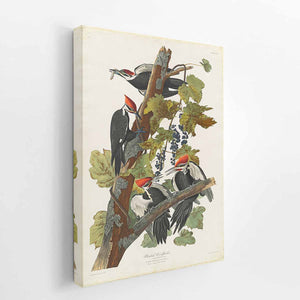 Pileated Woodpecker