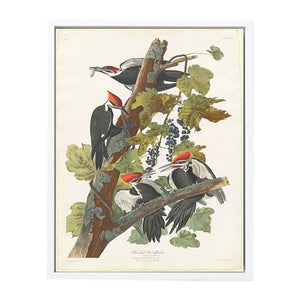 Pileated Woodpecker