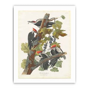 Pileated Woodpecker