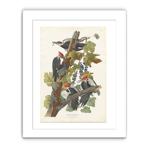 Pileated Woodpecker