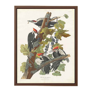 Pileated Woodpecker