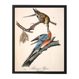 Passenger Pigeon, from 'Birds of America'
