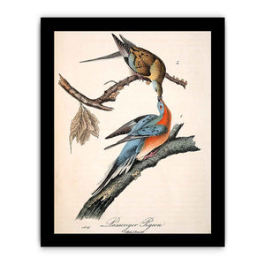 Passenger Pigeon, from 'Birds of America'