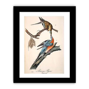 Passenger Pigeon, from 'Birds of America'