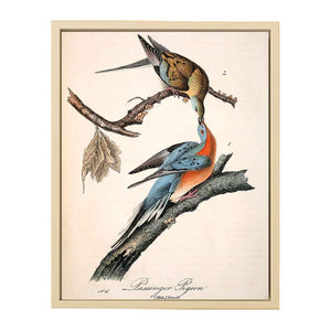 Passenger Pigeon, from 'Birds of America'