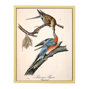 Passenger Pigeon, from 'Birds of America'