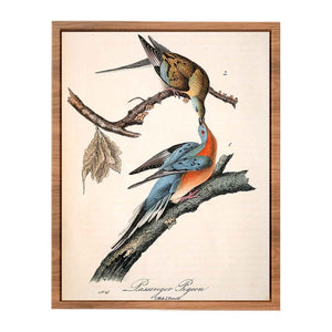 Passenger Pigeon, from 'Birds of America'