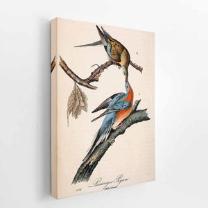 Passenger Pigeon, from 'Birds of America'