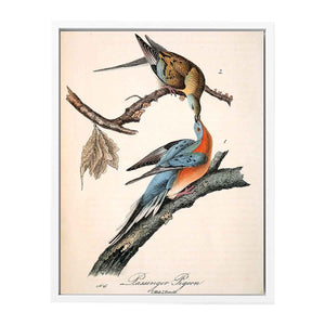 Passenger Pigeon, from 'Birds of America'