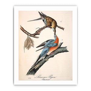 Passenger Pigeon, from 'Birds of America'