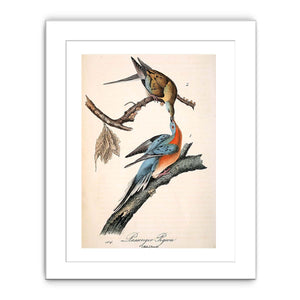 Passenger Pigeon, from 'Birds of America'