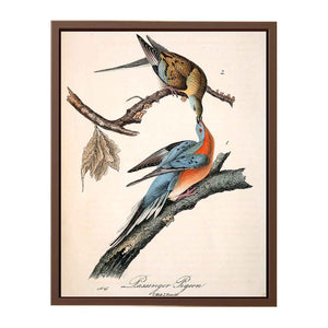 Passenger Pigeon, from 'Birds of America'