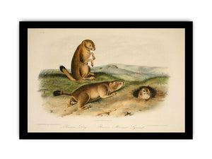 Prairie Dog from 'Quadrupeds of North America', 1842-45