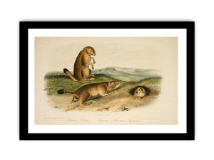 Prairie Dog from 'Quadrupeds of North America', 1842-45