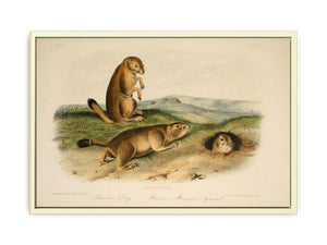 Prairie Dog from 'Quadrupeds of North America', 1842-45