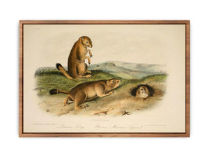 Prairie Dog from 'Quadrupeds of North America', 1842-45
