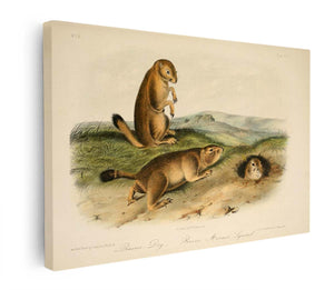 Prairie Dog from 'Quadrupeds of North America', 1842-45