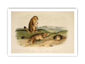 Prairie Dog from 'Quadrupeds of North America', 1842-45