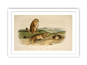 Prairie Dog from 'Quadrupeds of North America', 1842-45