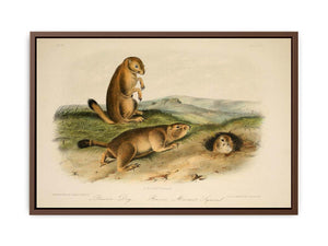 Prairie Dog from 'Quadrupeds of North America', 1842-45