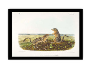 Leopard Spermophile Spermophilus Tridecemlineatus