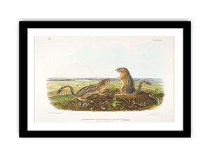 Leopard Spermophile Spermophilus Tridecemlineatus