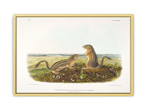 Leopard Spermophile Spermophilus Tridecemlineatus