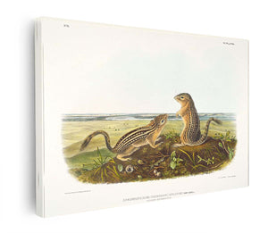 Leopard Spermophile Spermophilus Tridecemlineatus