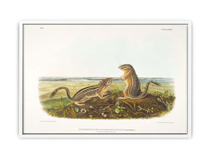 Leopard Spermophile Spermophilus Tridecemlineatus
