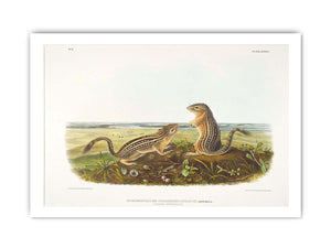 Leopard Spermophile Spermophilus Tridecemlineatus