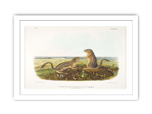 Leopard Spermophile Spermophilus Tridecemlineatus