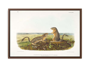 Leopard Spermophile Spermophilus Tridecemlineatus