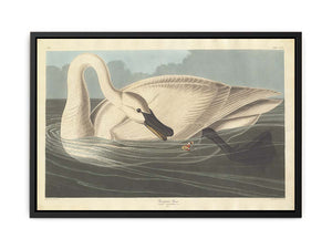 Trumpeter Swan (Plate Ccccvi)