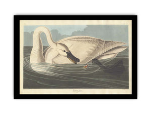 Trumpeter Swan (Plate Ccccvi)