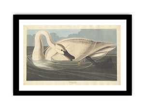 Trumpeter Swan (Plate Ccccvi)