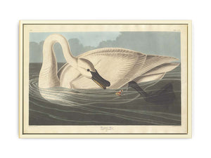 Trumpeter Swan (Plate Ccccvi)