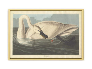 Trumpeter Swan (Plate Ccccvi)