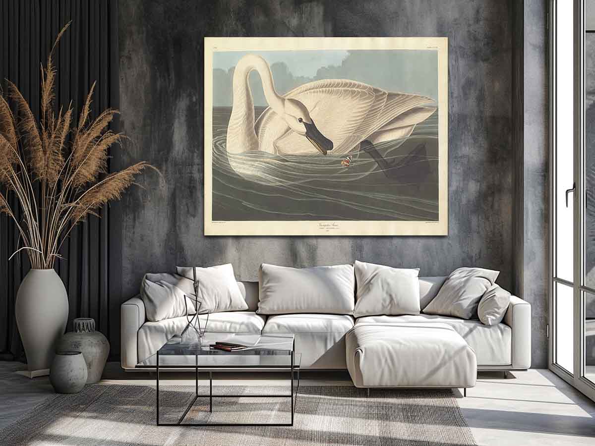 Trumpeter Swan (Plate Ccccvi)